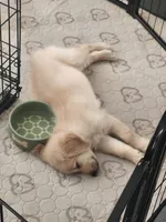 Summer, a female Golden Retriever for sale in Fresno, CA – 2 of 4