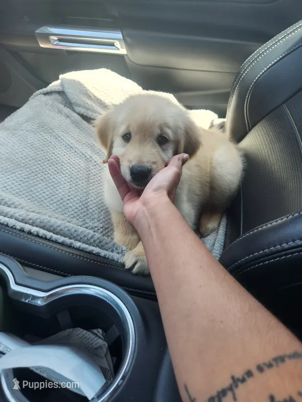 Summer – Golden Retriever puppy for sale in Fresno, CA