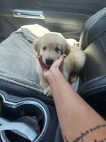 Summer, a female Golden Retriever for sale in Fresno, CA – 1 of 4
