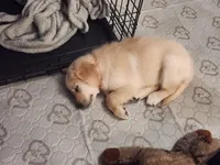 Summer, a female Golden Retriever for sale in Fresno, CA – 3 of 4