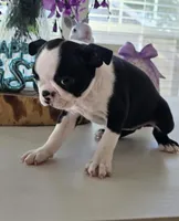 SASHA, a female Boston Terrier for sale in Pearsall, TX – Photo 4 of 5