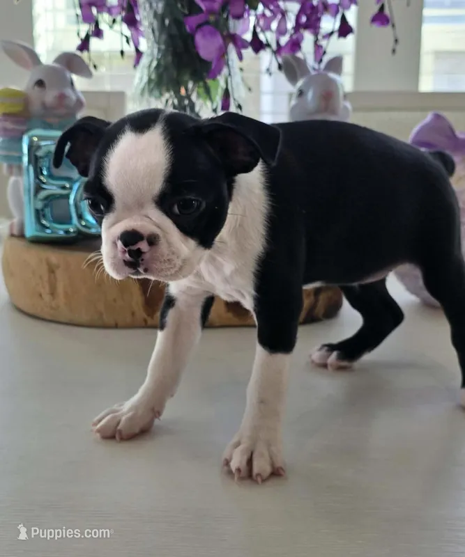 SASHA – Boston Terrier puppy for sale in Pearsall, TX