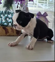 SASHA, a female Boston Terrier for sale in Pearsall, TX – Photo 3 of 5