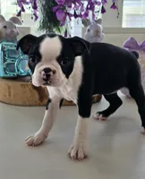 SASHA, a female Boston Terrier for sale in Pearsall, TX – Photo 5 of 5