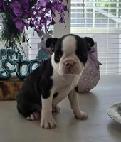 BELLA, a female Boston Terrier for sale in Pearsall, TX – Photo 3 of 4