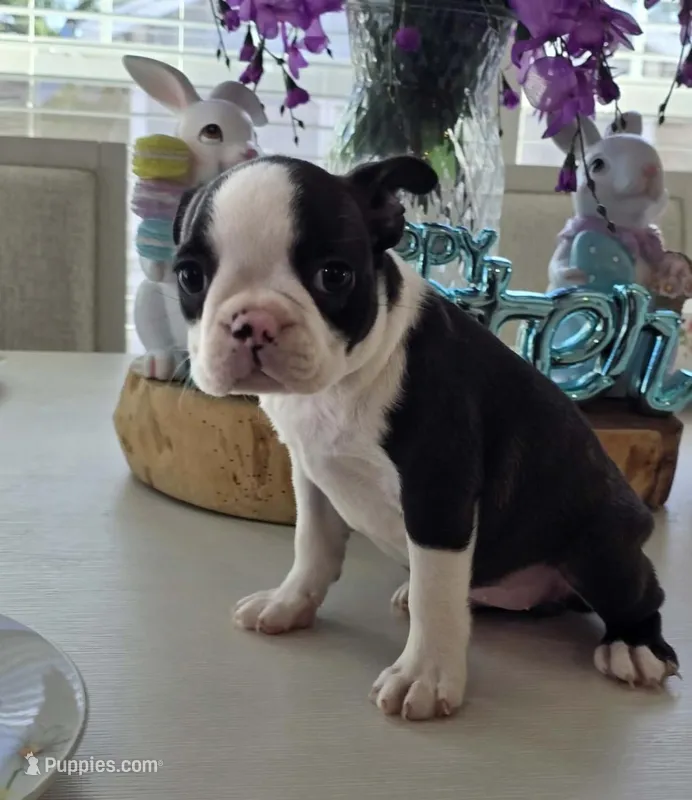 BELLA – Boston Terrier puppy for sale in Pearsall, TX