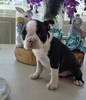 BELLA, a female Boston Terrier for sale in Pearsall, TX – Photo 1 of 4