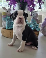 BELLA, a female Boston Terrier for sale in Pearsall, TX – Photo 2 of 4