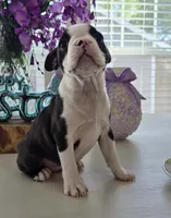 BELLA, a female Boston Terrier for sale in Pearsall, TX – Photo 4 of 4