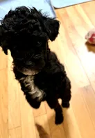 Binky, a female Miniature Goldendoodle for sale in Sandy Hook, CT – 2 of 2