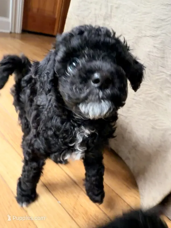 Binky – Miniature Goldendoodle puppy for sale in Sandy Hook, CT