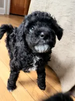 Binky, a female Miniature Goldendoodle for sale in Sandy Hook, CT – 1 of 2