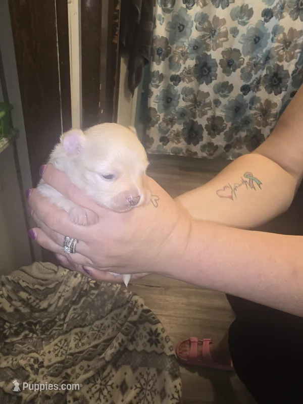 Lucky – Pomeranian puppy for sale in Carbondale, IL