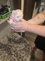 Lucky, a male Pomeranian for sale in Carbondale, IL – 4 of 5