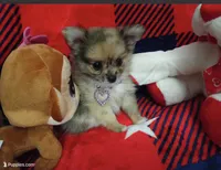 Jellybean, a female Pomchi for sale in Etoile, TX – 2 of 10