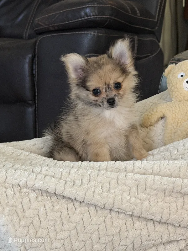 Jellybean – Pomchi puppy for sale in Etoile, TX