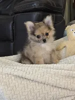Jellybean, a female Pomchi for sale in Etoile, TX – 1 of 10