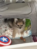 Jellybean, a female Pomchi for sale in Etoile, TX – 5 of 10