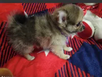 Jellybean, a female Pomchi for sale in Etoile, TX – 8 of 10