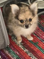 Jellybean, a female Pomchi for sale in Etoile, TX – 7 of 10