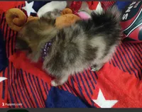 Jellybean, a female Pomchi for sale in Etoile, TX – 9 of 10