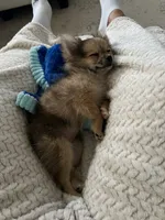 Jellybean, a female Pomchi for sale in Etoile, TX – 4 of 10
