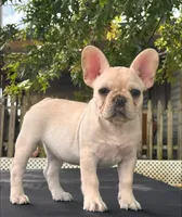 Pearl , a female French Bulldog for sale in Checotah, OK – 2 of 5
