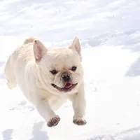 Huckleberry, a male French Bulldog for sale in Checotah, OK – Photo 1 of 3