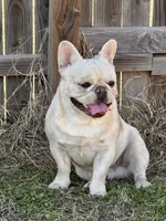 Huckleberry, a male French Bulldog for sale in Checotah, OK – Photo 3 of 3