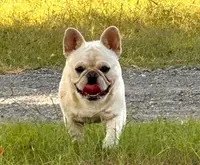 Huckleberry, a male French Bulldog for sale in Checotah, OK – Photo 2 of 3