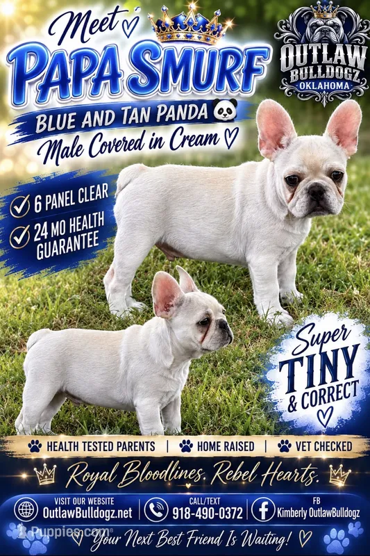 Papa Smurf  – French Bulldog puppy for sale in Checotah, OK