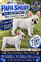 Papa Smurf- REDUCED LIMITED TIME , a male French Bulldog for sale in Checotah, OK – 1 of 7