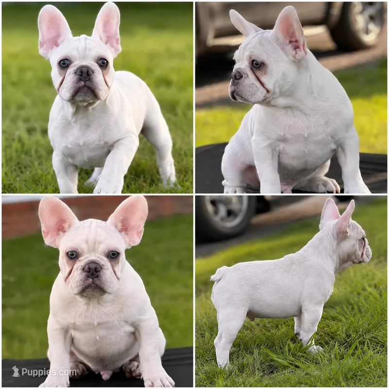 Polar  – French Bulldog puppy for sale in Checotah, OK