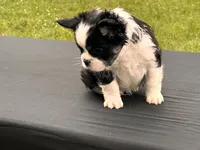 KUNG-FU-PANDA , a male French Bulldog for sale in Checotah, OK – 3 of 5