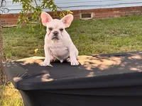 Polar , a male French Bulldog for sale in Checotah, OK – 4 of 6