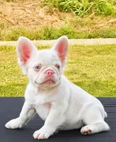 Pink Confetti, a female French Bulldog for sale in Checotah, OK – 3 of 8