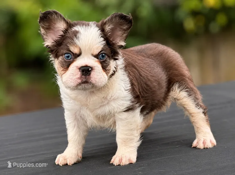 Puddin Pop Panda Husky Fluffy boy  – French Bulldog puppy for sale in Checotah, OK