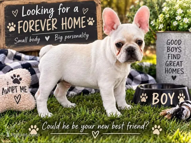 Papa Smurf- REDUCED LIMITED TIME  – French Bulldog puppy for sale in Checotah, OK