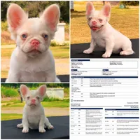 Pink Confetti, a female French Bulldog for sale in Checotah, OK – 1 of 8