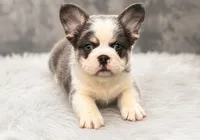 Kodiak panda husky , a male French Bulldog for sale in Checotah, OK – 2 of 10