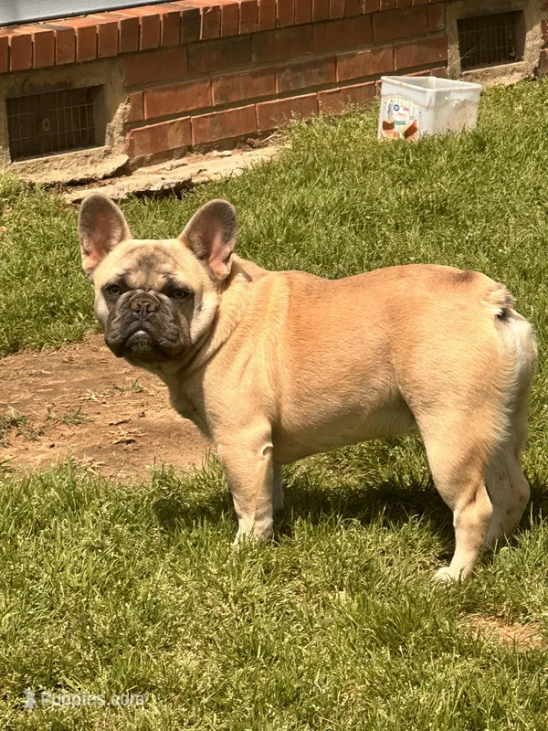 Chili carry’s PINK & Rojo – French Bulldog puppy for sale in Checotah, OK