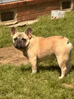 Chili carry’s PINK & Rojo, a male French Bulldog for sale in Checotah, OK – 3 of 4