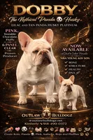 Chili , a male French Bulldog for sale in Checotah, OK – Photo 3 of 3