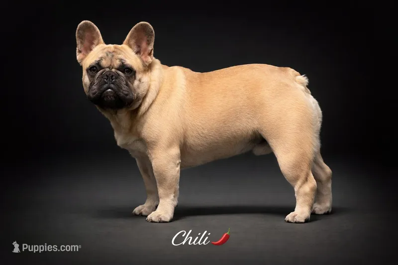 Chili  – French Bulldog puppy for sale in Checotah, OK
