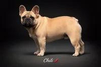 Chili , a male French Bulldog for sale in Checotah, OK – Photo 1 of 2