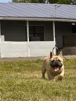 Chili carry’s PINK & Rojo, a male French Bulldog for sale in Checotah, OK – 2 of 4