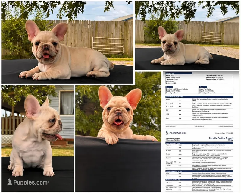 Mindy  – French Bulldog puppy for sale in Checotah, OK