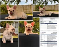 Mindy , a female French Bulldog for sale in Checotah, OK – 1 of 10