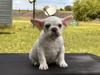 Polar , a male French Bulldog for sale in Checotah, OK – 2 of 5