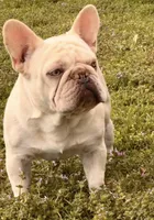 Chili carry’s PINK & Rojo, a male French Bulldog for sale in Checotah, OK – 7 of 7